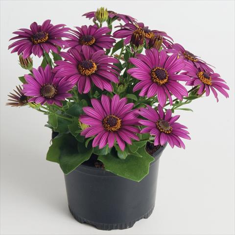 photo of flower to be used as: Pot and bedding Osteospermum ecklonis Astra™ Purple