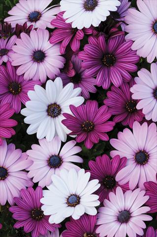 photo of flower to be used as: Pot and bedding Osteospermum Akila™ Mix