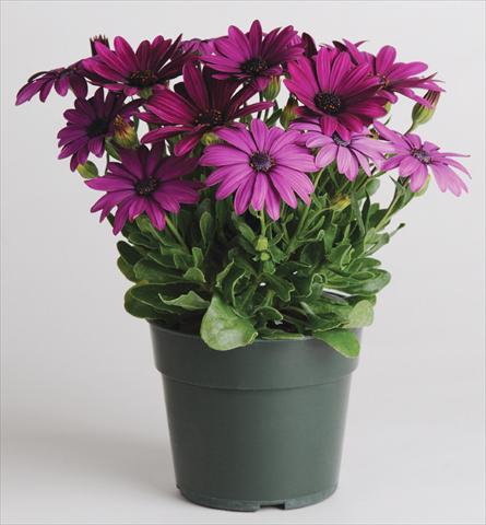 photo of flower to be used as: Pot and bedding Osteospermum Akila™ Purple