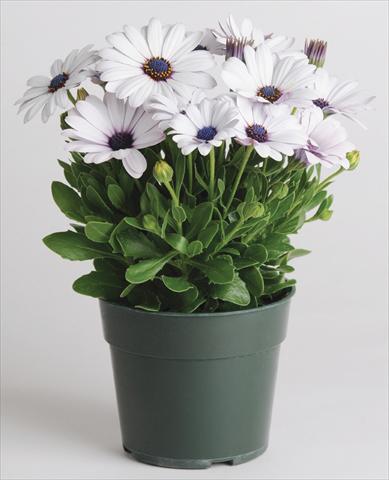 photo of flower to be used as: Pot and bedding Osteospermum Akila™ White