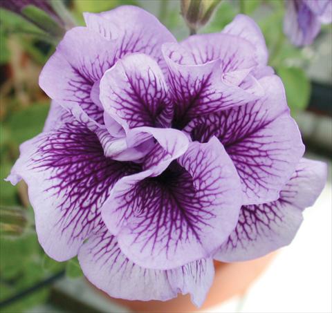 photo of flower to be used as: Pot, bedding, patio, basket Petunia Viva® Double Purple Vein