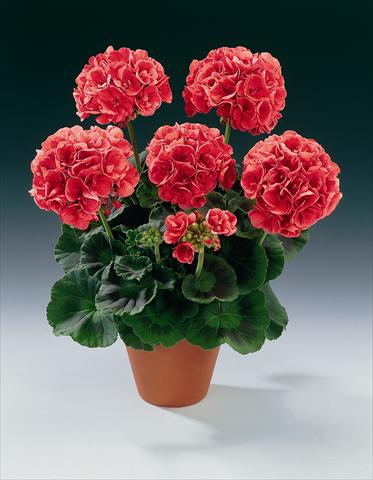 photo of flower to be used as: Pot, bedding, patio Pelargonium zonale pac® Bergpalais