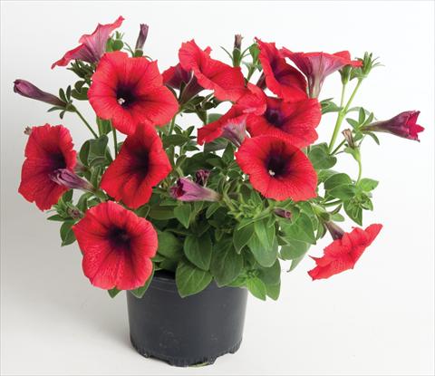 photo of flower to be used as: Pot, bedding, patio, basket Petunia Viva® Exclusive Fire