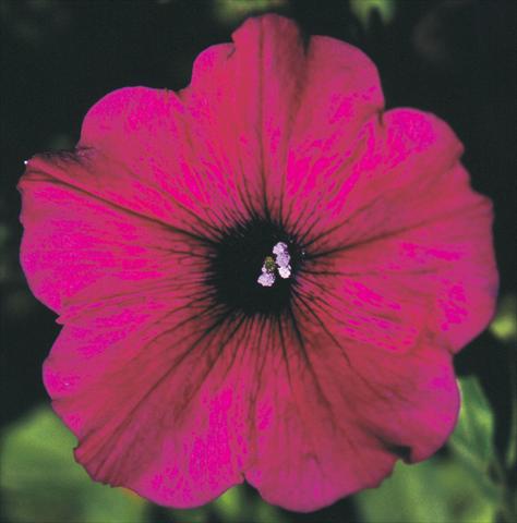photo of flower to be used as: Pot, bedding, patio, basket Petunia Viva® Exclusive Purple