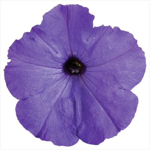photo of flower to be used as: Pot, bedding, patio, basket Petunia Viva® Select Blue Ocean