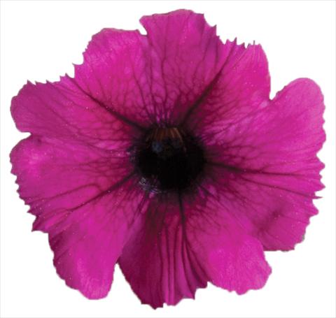 photo of flower to be used as: Pot, bedding, patio, basket Petunia Viva® Select Burgundy