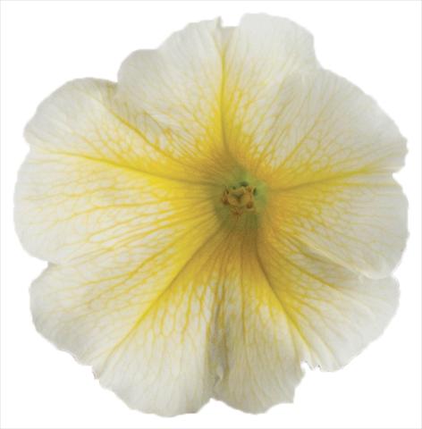 photo of flower to be used as: Pot, bedding, patio, basket Petunia Viva® Select Yellow 2012