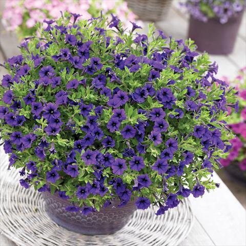 photo of flower to be used as: Pot, bedding, patio, basket Petunia Vivini™ Blue