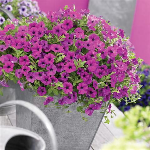 photo of flower to be used as: Pot, bedding, patio, basket Petunia Vivini ™Purple