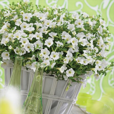 photo of flower to be used as: Pot, bedding, patio, basket Petunia Vivini™ White