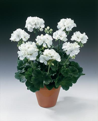 photo of flower to be used as: Pot, bedding, patio Pelargonium zonale pac® Glacis