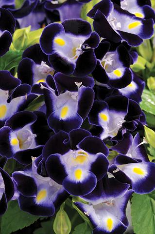 photo of flower to be used as: Pot, bedding, patio Torenia Kauai™ Deep Blue