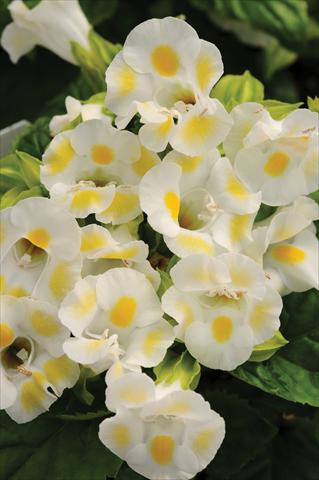 photo of flower to be used as: Pot, bedding, patio Torenia Kauai™ Lemon Drop