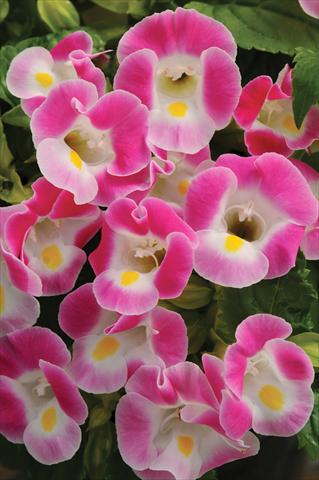 photo of flower to be used as: Pot, bedding, patio Torenia Kauai™ Rose