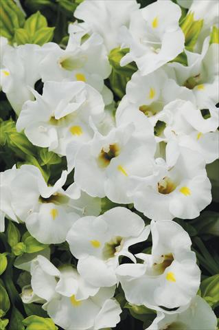 photo of flower to be used as: Pot, bedding, patio Torenia Kauai™ White