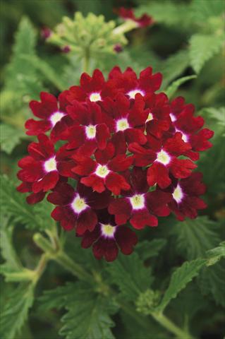photo of flower to be used as: Pot, patio, basket Verbena Aztec™ Burgundy with Eye