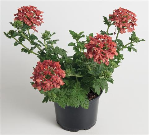 photo of flower to be used as: Pot, patio, basket Verbena Chocobena