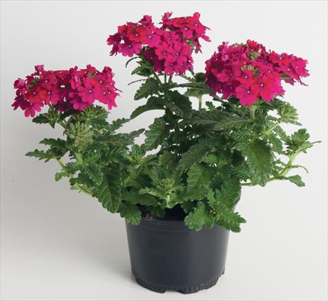 photo of flower to be used as: Pot, patio, basket Verbena Vegas™ Cherry