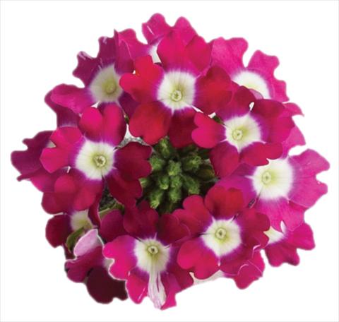 photo of flower to be used as: Pot, patio, basket Verbena Venturi™ Cherry with Eye