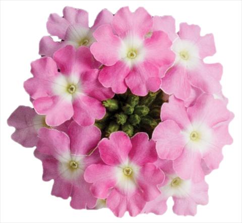 photo of flower to be used as: Pot, patio, basket Verbena Venturi™ Pink with Eye