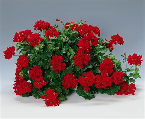 photo of flower to be used as: Bedding, patio, basket Pelargonium peltatum pac® Granatit