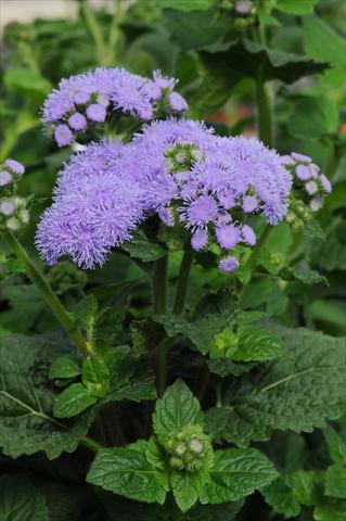 photo of flower to be used as: Pot and bedding Ageratum houstonianum Everest Blue