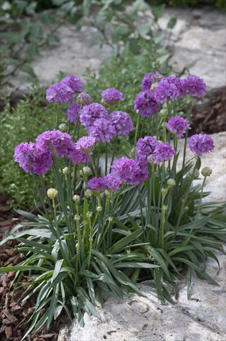 photo of flower to be used as: Bedding / border plant Armeria pseudarmeria Ballerina Lilac