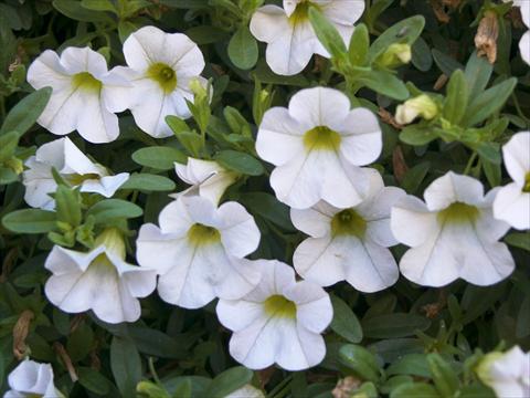 photo of flower to be used as: Pot, bedding, patio, basket Calibrachoa Sweet Bells® Snowberry