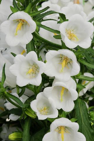 photo of flower to be used as: Pot and bedding Campanula medium Campana F1 White