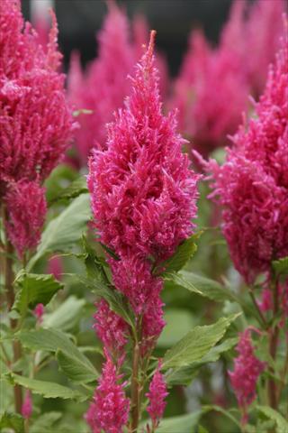 photo of flower to be used as: Pot Celosia plumosa Sunday Dark Pink