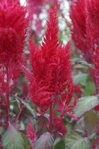 photo of flower to be used as: Pot Celosia plumosa Sunday Red