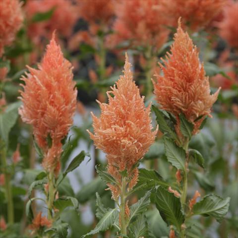 photo of flower to be used as: Pot Celosia plumosa Sunday Salmon