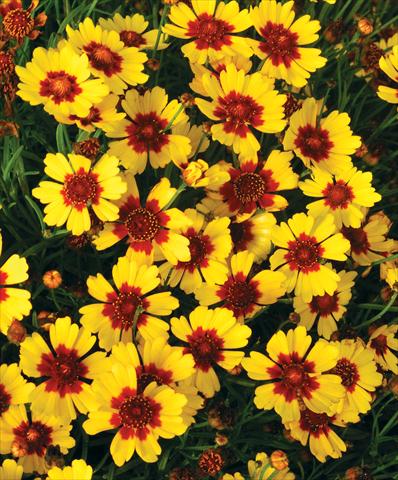 photo of flower to be used as: Pot and bedding Coreopsis grandiflora Pineapple Pie