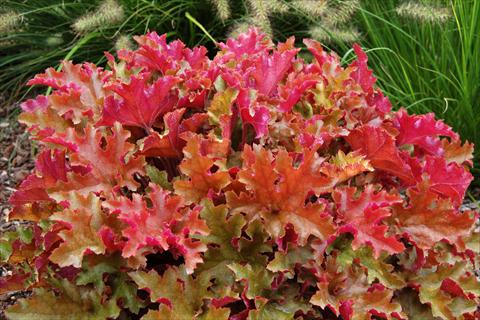 photo of flower to be used as: Pot and bedding Heuchera Marmalade