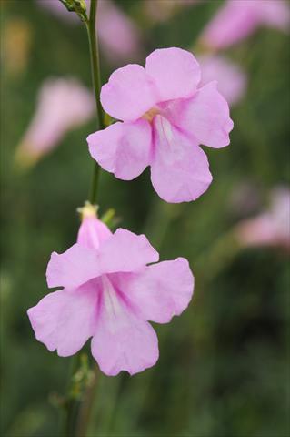 photo of flower to be used as: Bedding / border plant Incarvillea sinensis Cheron Pink