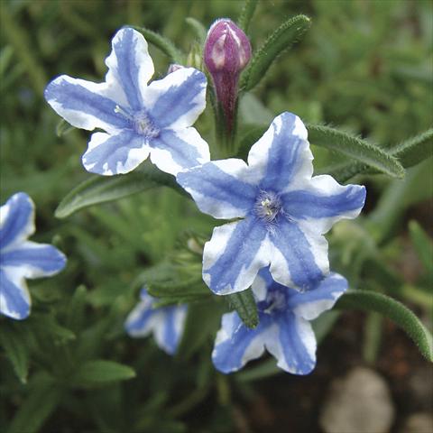 photo of flower to be used as: Pot and bedding Lithodora diffusa Star