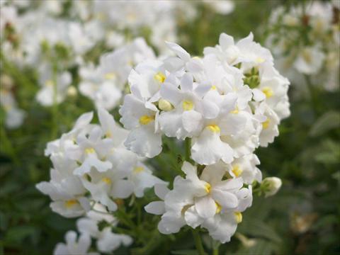 photo of flower to be used as: Basket / Pot Nemesia Kaboutertjes Ronnie