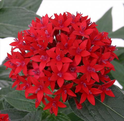 photo of flower to be used as: Pot and bedding Pentas lanceolata Panic Red