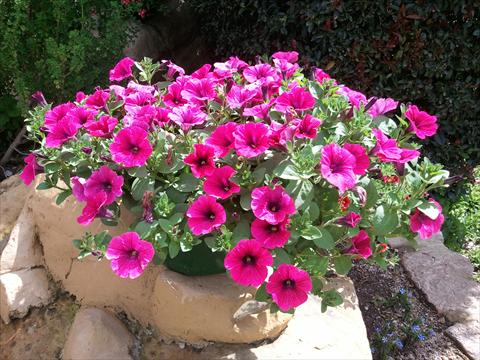 photo of flower to be used as: Pot, bedding, patio, basket Petunia Sweet Pleasure® Hot Pink