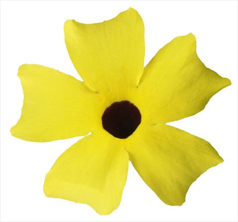 photo of flower to be used as: Basket / Pot Thunbergia alata Lemon