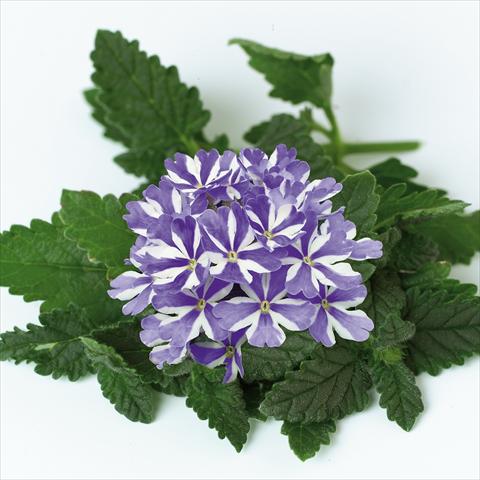 photo of flower to be used as: Pot, patio, basket Verbena Star Dreams Blue Star