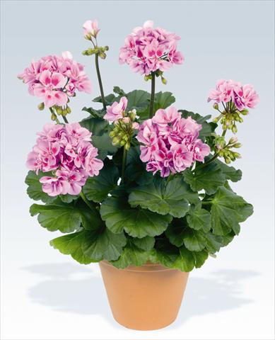 photo of flower to be used as: Pot, bedding, patio Pelargonium zonale pac® Ameta