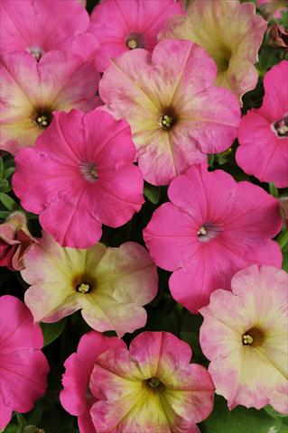 photo of flower to be used as: Pot, bedding, patio 2 Combo Fuseables® Pink Dream