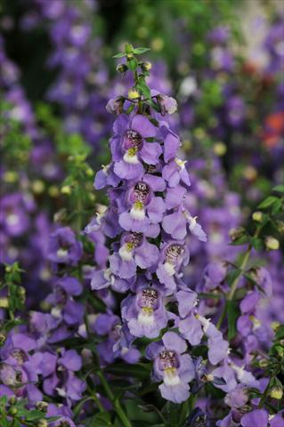 photo of flower to be used as: Pot, bedding, patio, basket Angelonia angustifolia Serena™ Blue