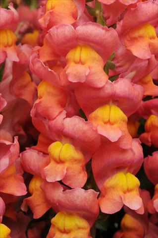 photo of flower to be used as: Pot and bedding Antirrhinum majus Maryland Orange