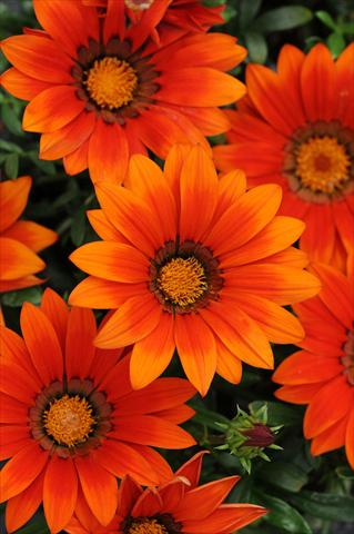 photo of flower to be used as: Bedding / border plant Gazania rigens New Day F1 Bronze Shades