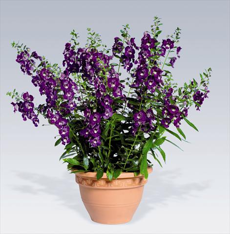 photo of flower to be used as: Pot, bedding, patio Angelonia angustifolia pac® Adessa Deep Blue