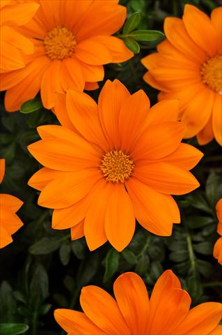 photo of flower to be used as: Bedding / border plant Gazania rigens New Day F1 Clear Orange