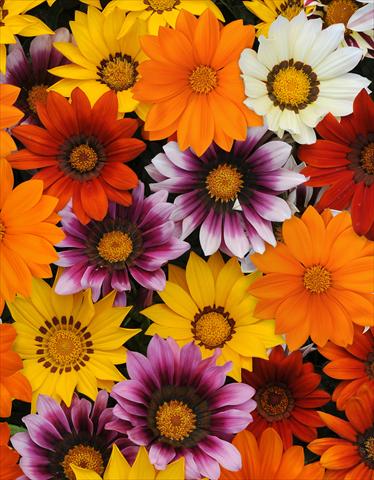 photo of flower to be used as: Bedding / border plant Gazania rigens New Day F1 Mixture