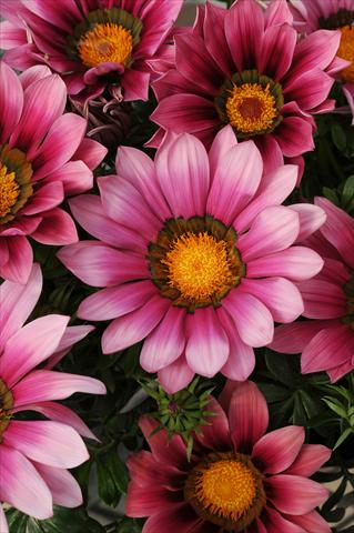 photo of flower to be used as: Bedding / border plant Gazania rigens New Day F1 Pink Shades